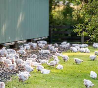 Website Animal Welfare (625 X 395 Px)