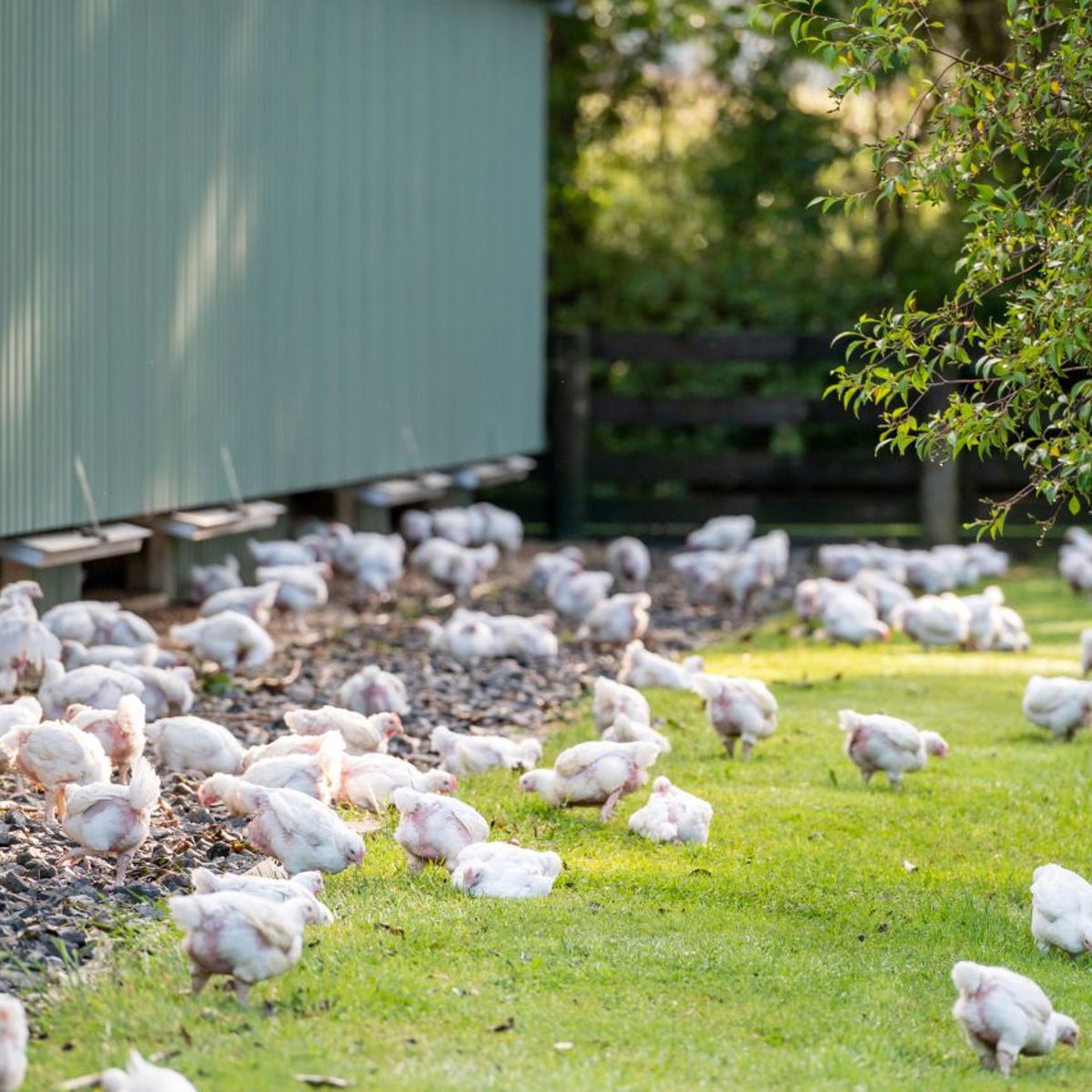 Te Aroha 1280X820