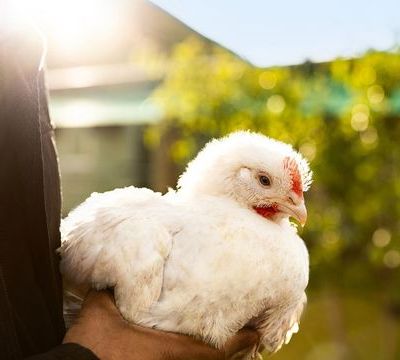 Sustainability Animal Welfare Thumbnail